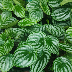 Cluster of green and white striped round leaves of peperomia argyreia or watermelon peperomia.