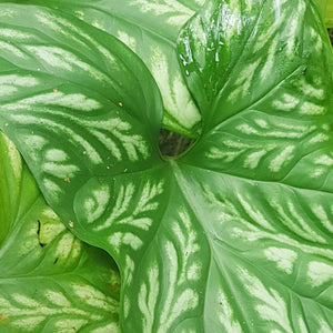 Embossed green and white leaf detail of cercestis miribilis