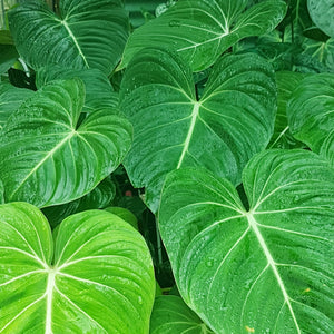 green leaves of philodendron gloriosum.