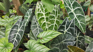 Alocasia longaloba 'Watsoniana' nestled in with Philodendron mameii in the shadehouse