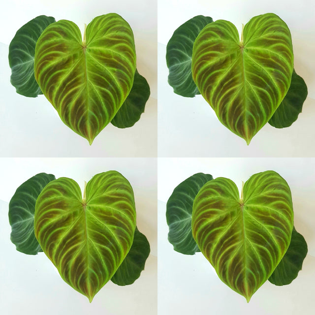 A collage image of philodendron verrucosum leaves. four images on a white background