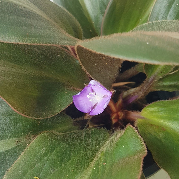 Detail of small purplish flower of Siderasis fuscata.