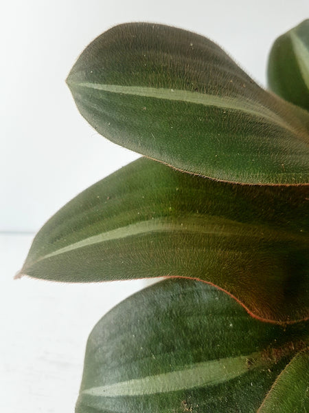 Leaf detail of Siderasis fuscata showing bronze through to green colouring and fine fur-like texture and stripe detail.