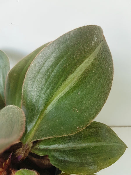 Leaf detail of Siderasis fuscata showing single stripe detail.