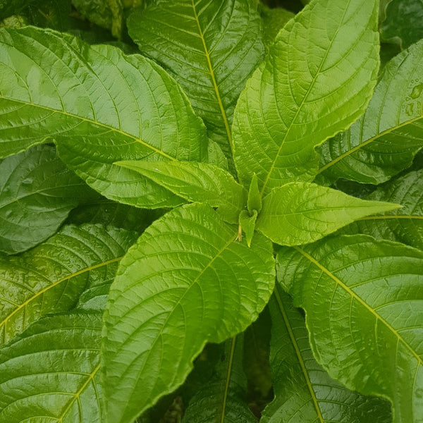 New green foliage tip of Aphelandra sinclairiana.