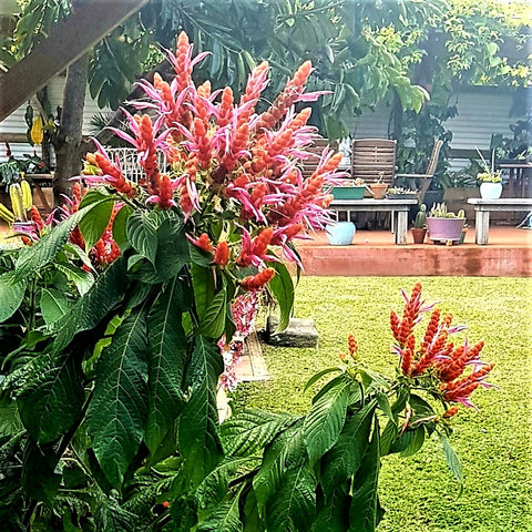 Aphelandra sinclairiana, Panama queen. a tropical shrub, showing clusters of beautiful pink and orange flowers in a tropical garden setting.