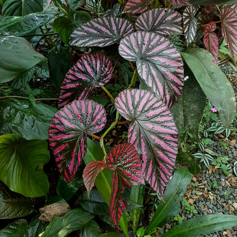 Beautiful Begonia brevirimosa sub species exotica growing in the garden. large pink/purple leaves with black stripes.