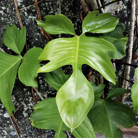 Philodendron 'Florida'  2 Pack   Cuttings