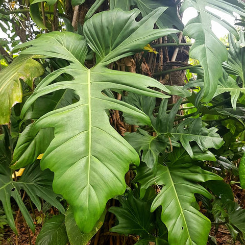 Philodendron 'Golden Dragon'  Cutting 2 Pack.