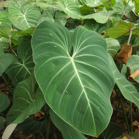 Single leaf of philodendron gloriosum with multiple leaves in the background.