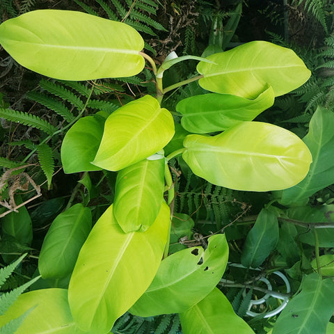 Philodendron 'Lemon Lime - Cutting 2 Pack.
