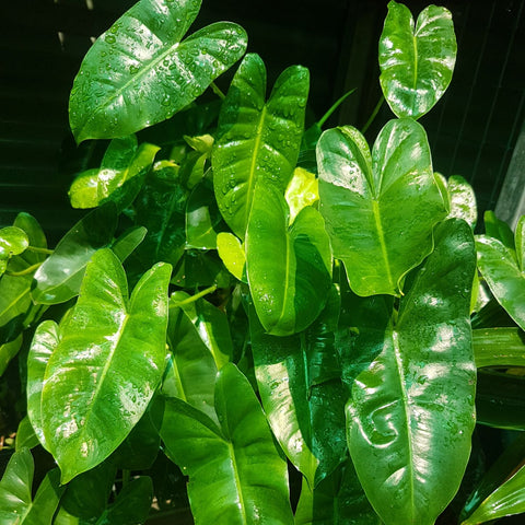 Philodendron 'Burl Marx' with multiple glossy green leaves.